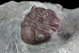 Red Barrandeops Trilobite - Hmar Laghdad, Morocco #71685-1